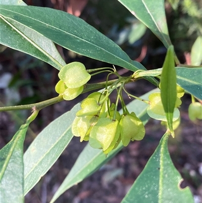 Dodonaea triquetra (Large-leaf Hop-Bush) at Bundanoon, NSW - 8 Sep 2024 by AnneG1