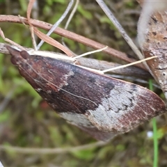 Uresiphita ornithopteralis at Glenroy, NSW - 9 Sep 2024 by KylieWaldon