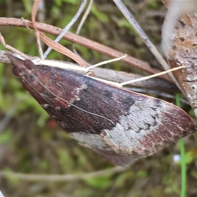 Uresiphita ornithopteralis at Glenroy, NSW - 9 Sep 2024 by KylieWaldon