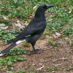 Strepera graculina (Pied Currawong) at Kambah, ACT - 12 Sep 2024 by MatthewFrawley