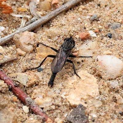 Unidentified Robber fly (Asilidae) at Albury, NSW - 9 Sep 2024 by KylieWaldon