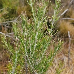 Ozothamnus rosmarinifolius (Rosemary Everlasting) at Tennent, ACT - 11 Sep 2024 by BethanyDunne