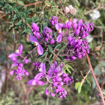 Comesperma ericinum (Heath Milkwort) at Bundanoon, NSW - 8 Sep 2024 by AnneG1