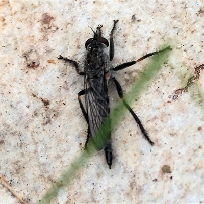 Asilidae (family) (Unidentified Robber fly) at Albury, NSW - 9 Sep 2024 by KylieWaldon