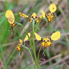 Diuris pardina (Leopard Doubletail) at Albury, NSW - 9 Sep 2024 by KylieWaldon