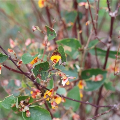 Platylobium formosum (Handsome Flat Pea) at Albury, NSW - 9 Sep 2024 by KylieWaldon