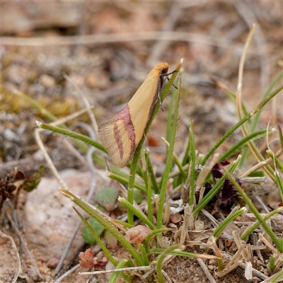 Coeranica isabella (A Concealer moth) at Theodore, ACT - 11 Sep 2024 by DPRees125