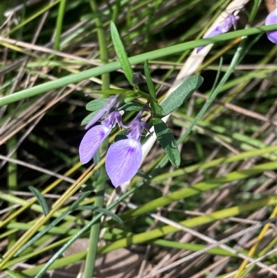 Hybanthus monopetalus (Slender Violet) at Bundanoon, NSW - 8 Sep 2024 by AnneG1