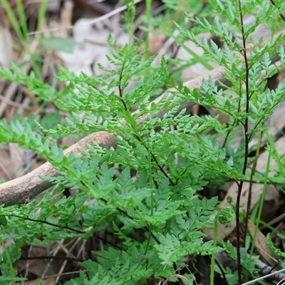 Cheilanthes austrotenuifolia (Rock Fern) at Albury, NSW - 9 Sep 2024 by KylieWaldon