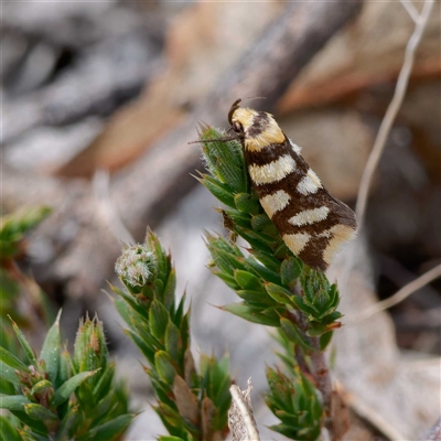 Tanyzancla argutella (A concealer moth) at Theodore, ACT - 11 Sep 2024 by DPRees125