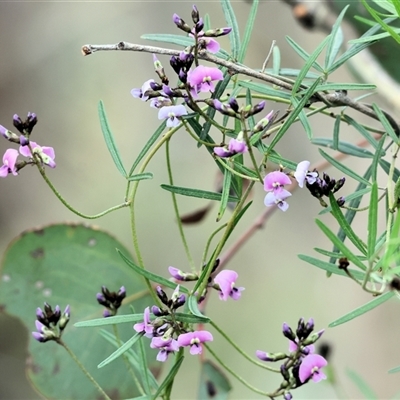 Glycine clandestina (Twining Glycine) at Albury, NSW - 9 Sep 2024 by KylieWaldon