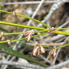 Lomandra multiflora (Many-flowered Matrush) at Bungonia, NSW - 11 Sep 2024 by JaneR