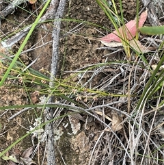 Lomandra multiflora at Bungonia, NSW - 11 Sep 2024