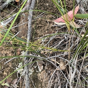 Lomandra multiflora at Bungonia, NSW - 11 Sep 2024