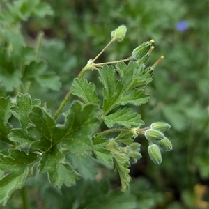 Erodium crinitum at Hawker, ACT - 12 Sep 2024 10:35 AM