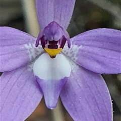 Glossodia major (Wax Lip Orchid) at Bruce, ACT - 10 Sep 2024 by Bubbles