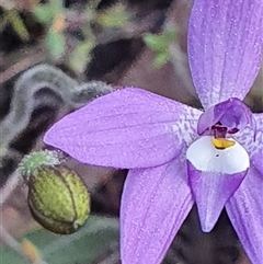 Glossodia major at Bruce, ACT - suppressed