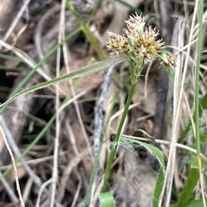 Luzula meridionalis at Bungonia, NSW - 11 Sep 2024