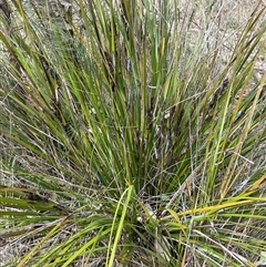 Gahnia aspera at Bungonia, NSW - 11 Sep 2024