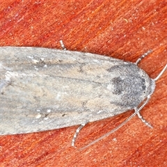 Athetis tenuis (Plain Tenuis Moth) at Rosedale, NSW - 8 Sep 2024 by jb2602