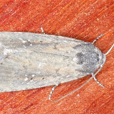 Athetis tenuis (Plain Tenuis Moth) at Rosedale, NSW - 8 Sep 2024 by jb2602