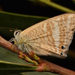 Lampides boeticus (Long-tailed Pea-blue) at Aranda, ACT - 6 Sep 2023 by NateKingsford