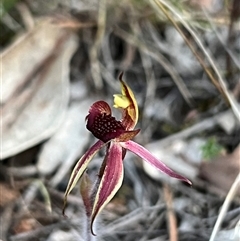 Caladenia actensis (Canberra Spider Orchid) at Kenny, ACT - 12 Sep 2024 by RangerRiley