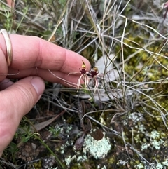 Caladenia actensis (Canberra Spider Orchid) at Kenny, ACT - 12 Sep 2024 by RangerRiley