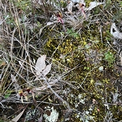 Caladenia actensis at suppressed - suppressed