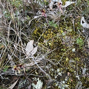 Caladenia actensis at suppressed - suppressed