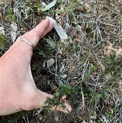 Caladenia actensis at suppressed - suppressed