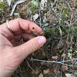 Caladenia actensis at suppressed - suppressed