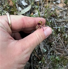 Caladenia actensis at suppressed - suppressed