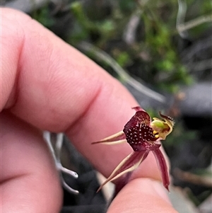 Caladenia actensis at suppressed - 12 Sep 2024