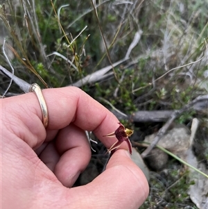 Caladenia actensis at suppressed - 12 Sep 2024