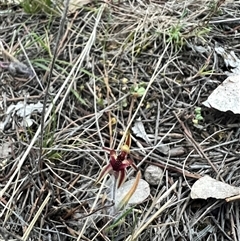 Caladenia actensis (Canberra Spider Orchid) at Kenny, ACT - 12 Sep 2024 by RangerRiley