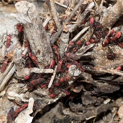 Leptocoris mitellatus (Leptocoris bug) at Higgins, ACT - 12 Sep 2024 by AlisonMilton