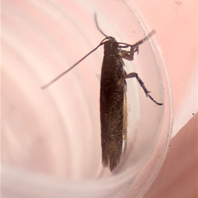 Gelechioidea (superfamily) at Braddon, ACT - 12 Sep 2024 by Hejor1