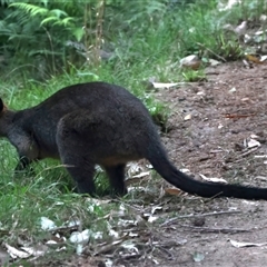 Wallabia bicolor (Swamp Wallaby) at Malua Bay, NSW - 7 Sep 2024 by jb2602