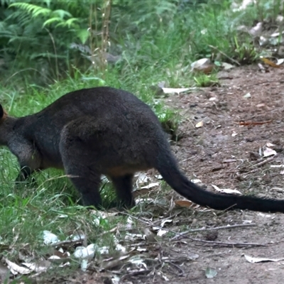 Wallabia bicolor (Swamp Wallaby) at Malua Bay, NSW - 7 Sep 2024 by jb2602