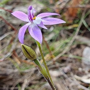 Glossodia major at Yass River, NSW - suppressed