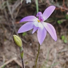 Glossodia major at Yass River, NSW - suppressed