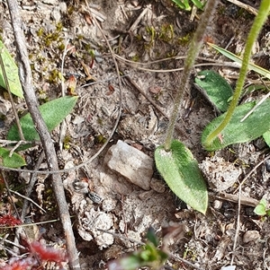 Glossodia major at Yass River, NSW - suppressed