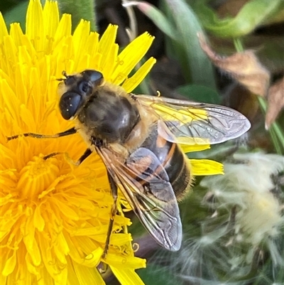 Eristalis tenax (Drone fly) at Whitlam, ACT - 12 Sep 2024 by SteveBorkowskis