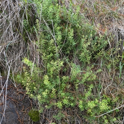 Gonocarpus elatus (Hill Raspwort) at Watson, ACT - 12 Sep 2024 by WalterEgo