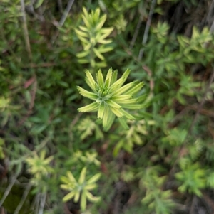 Gonocarpus elatus at Watson, ACT - 12 Sep 2024 10:47 AM