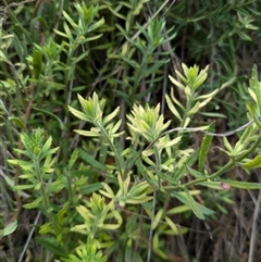 Gonocarpus elatus at Watson, ACT - 12 Sep 2024 10:47 AM