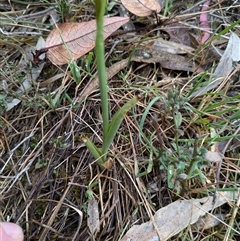 Diuris pardina (Leopard Doubletail) at Watson, ACT - 12 Sep 2024 by WalterEgo