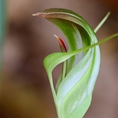 Pterostylis baptistii (King Greenhood) at Moruya, NSW - 12 Sep 2024 by LisaH