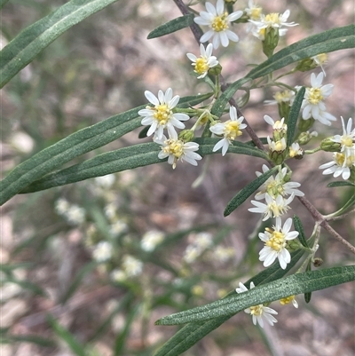 Olearia viscidula (Wallaby Weed) at Bungonia, NSW - 11 Sep 2024 by JaneR